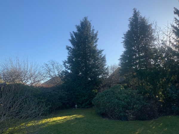 Fældet og beskåret træer