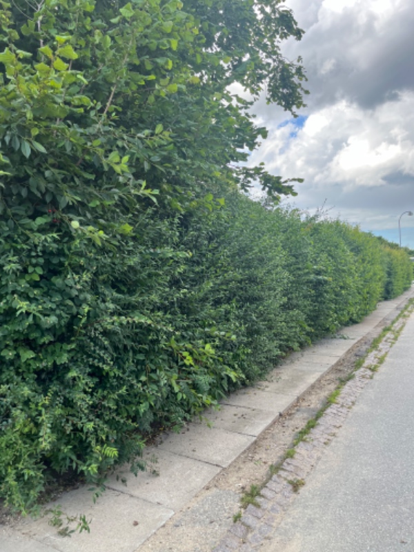 Hækklipning og bortskaffelse