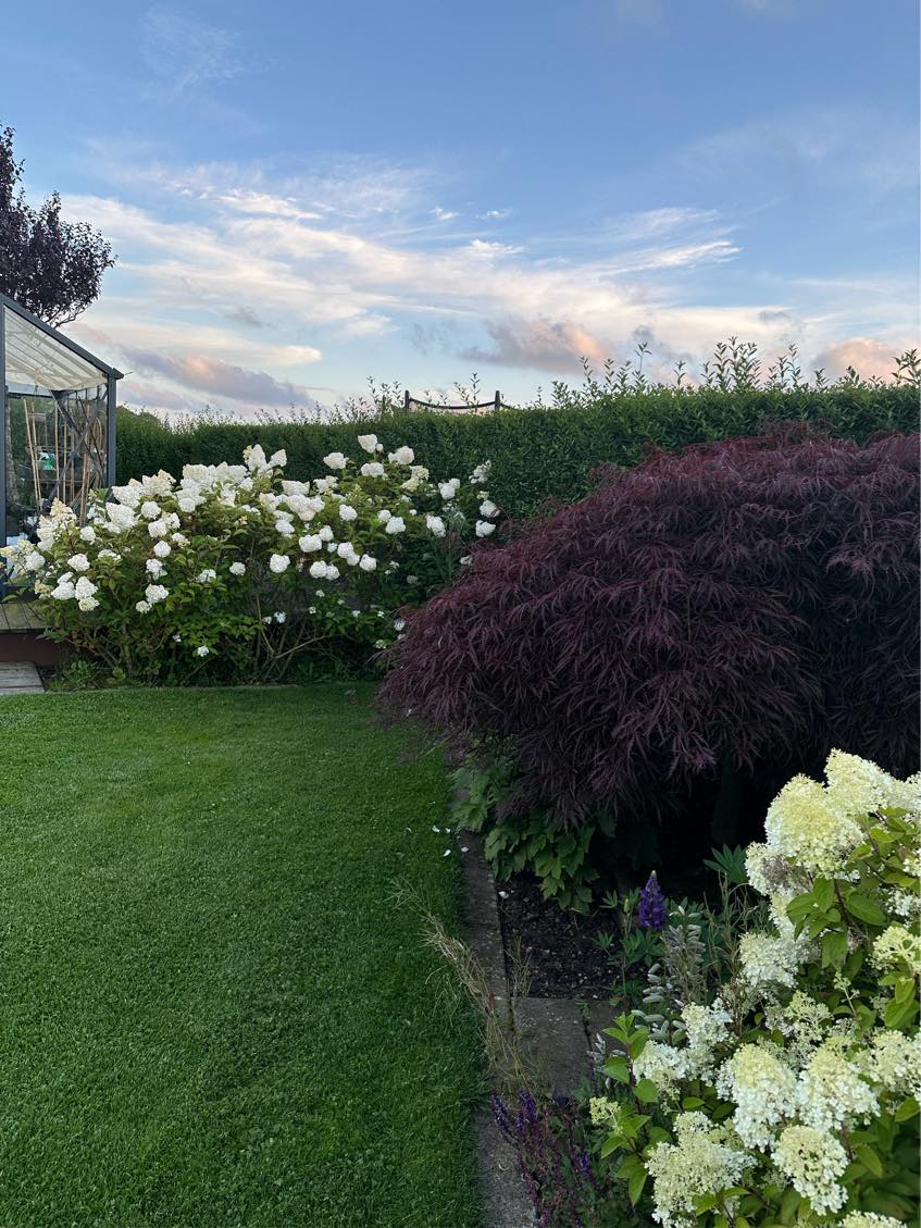 Hæk klipning - Ligusta + efeu