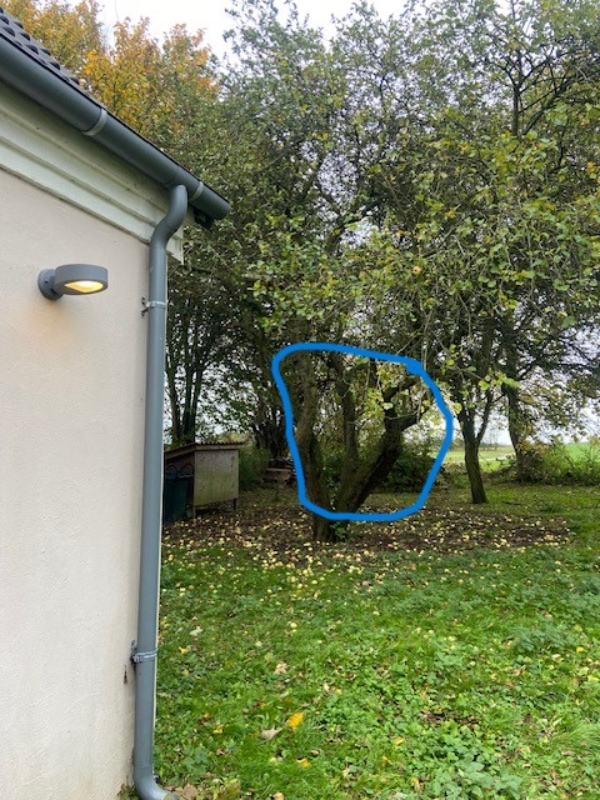 Træfældning, flyt af skur og beskæring