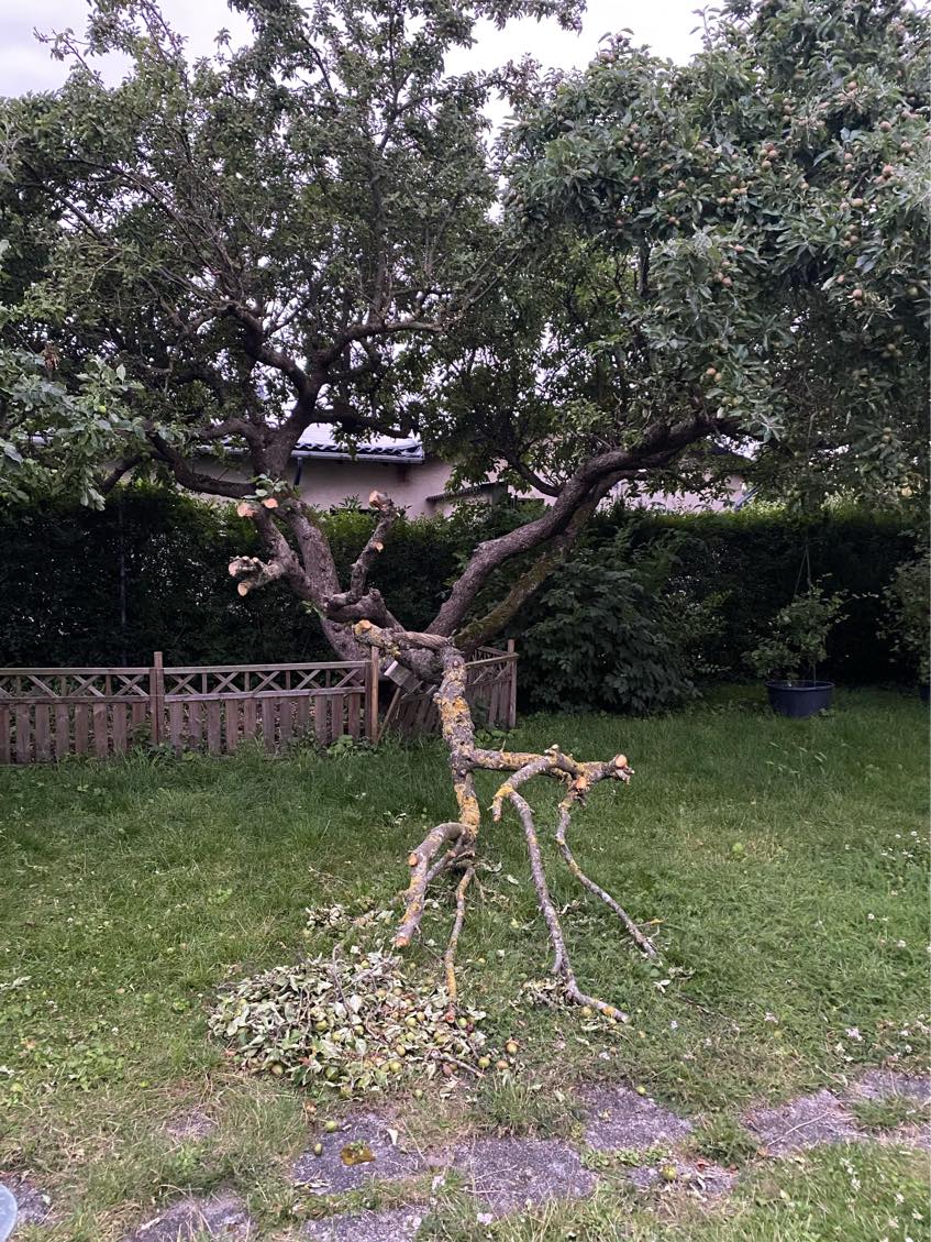 Træfældning samt bortskaffelse