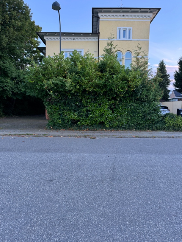 Nedskæring af buske samt tuja ca 5 m.