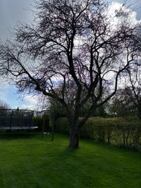 Beskæring af træer
