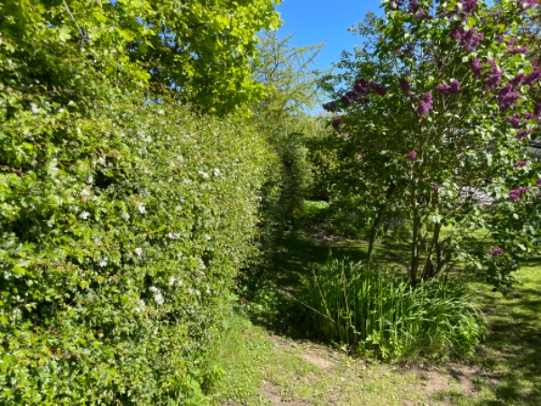 Hækklipning 75m, delvis dobbeltsidet