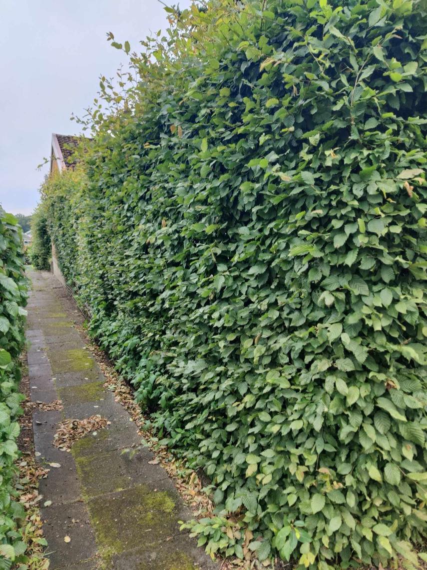 Fjernet ukrudt, klippe hæk og trimme græs i Billund