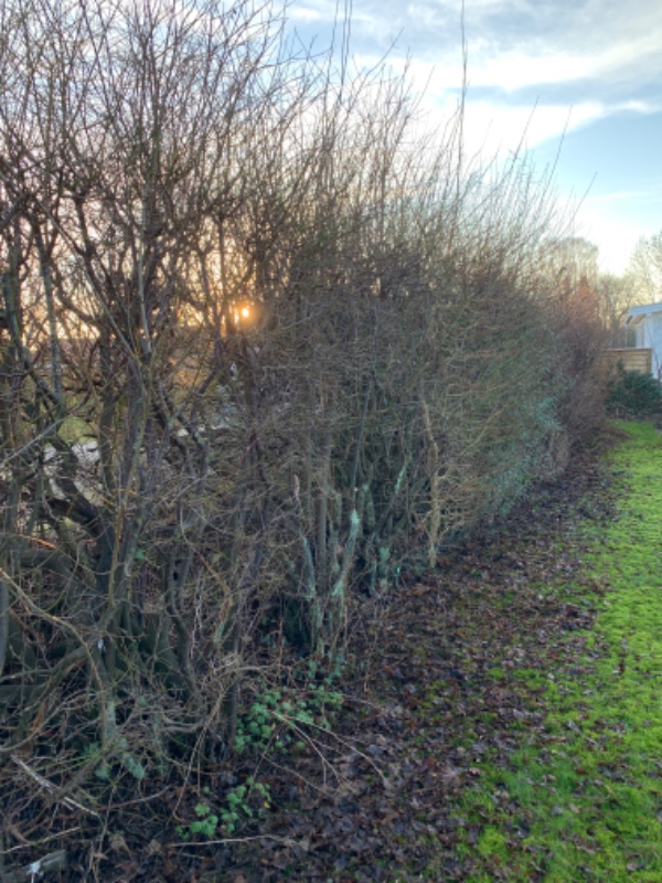 Beskåret miabella hæk