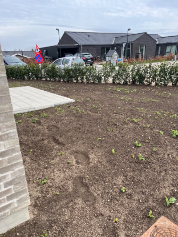 Levering og udlægning af rullegræs