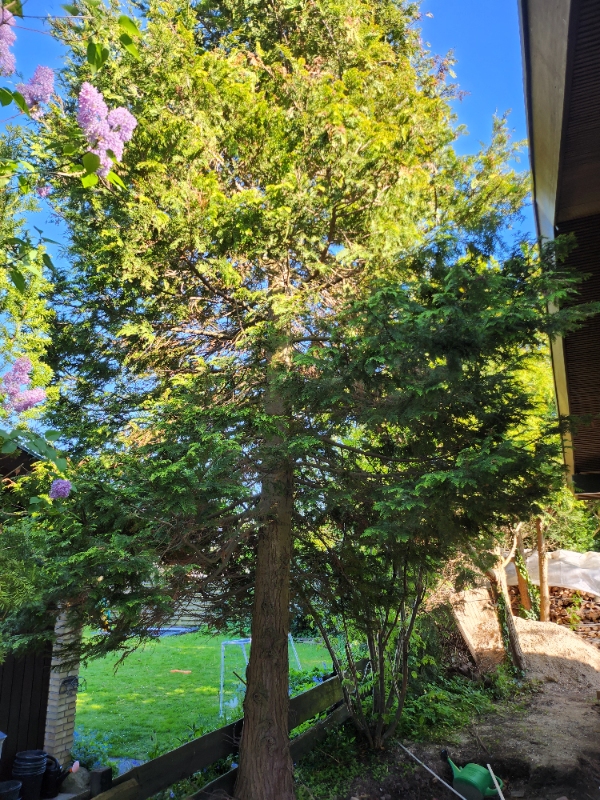 Beskæring og fældning af træer