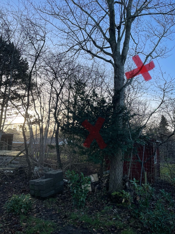 Træbeskæring i have