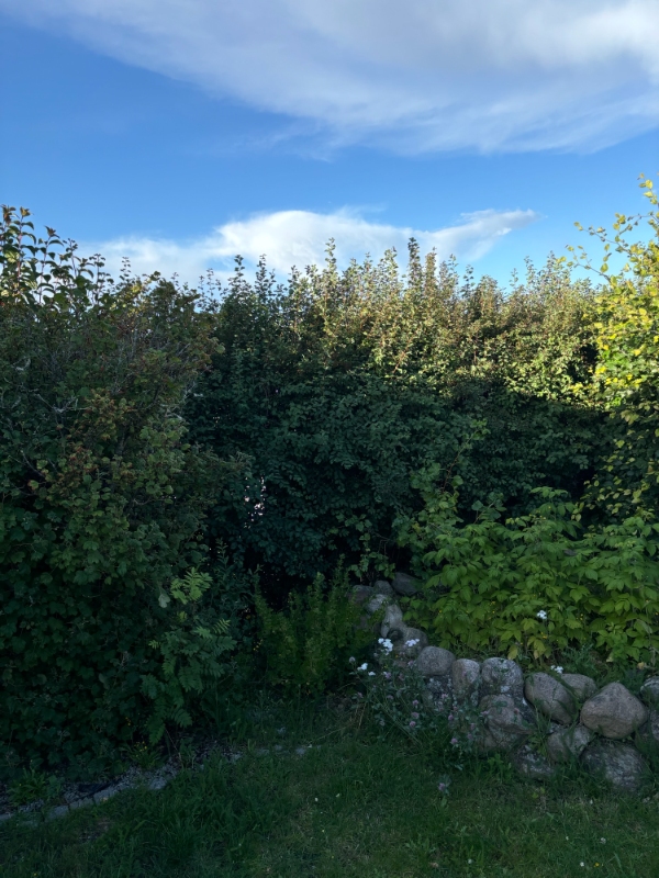 Klipning og bortkørsel af bøgehæk