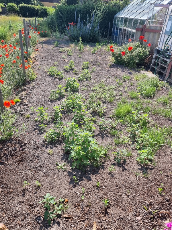 Hjælpe til ukrudt på terrassen og have