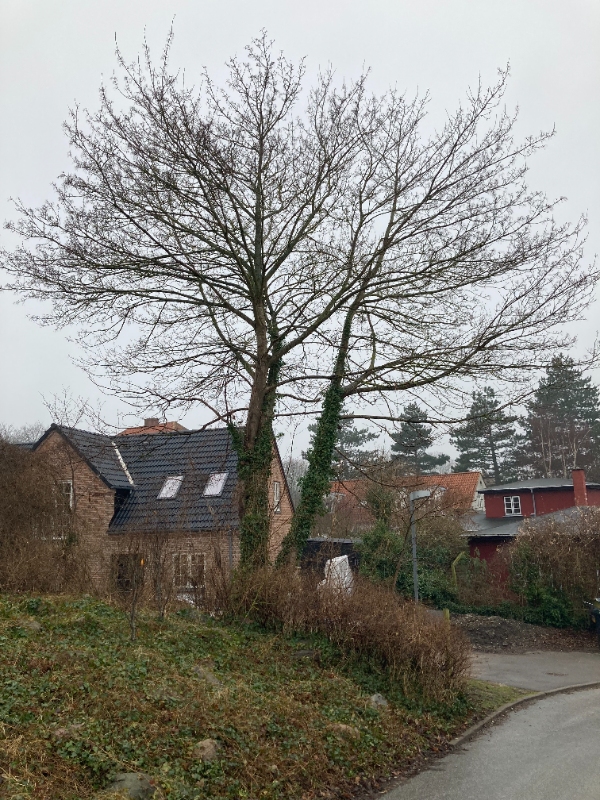 Fældning af træer sikkerhedsforsikret