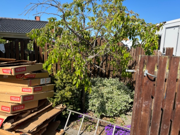 Akut Hjælp til at fjerne et træ + 3 buske med rod.