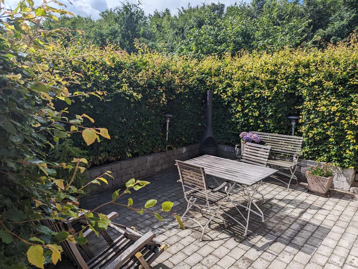 Klipning af bøgehæk