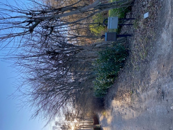 Beskæring af træer i skel