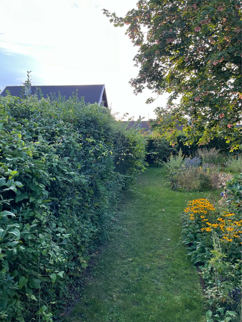Klipning af hæk og græsplæne.