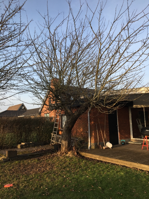 Beskæring af gamle æbletræer