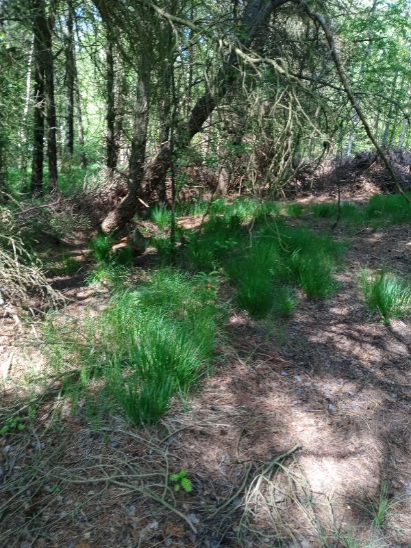 Oprydning og flishugning