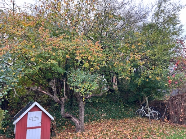 Beskæring af en række træer