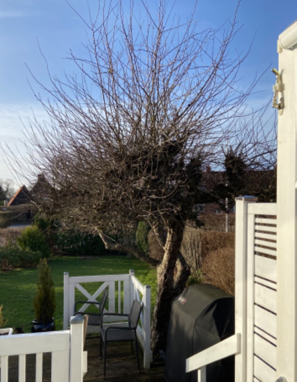 Beskæring af æbletræ