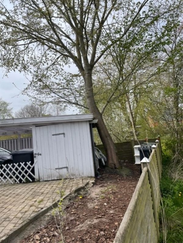 Træfældning, beskæring og fjernelse af stub