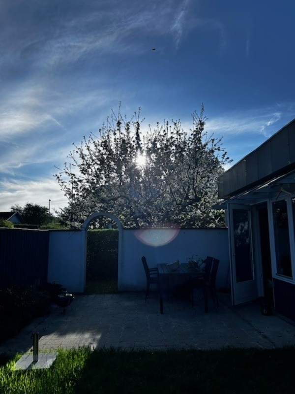 Beskæring og bortskaffelse af æbletræ