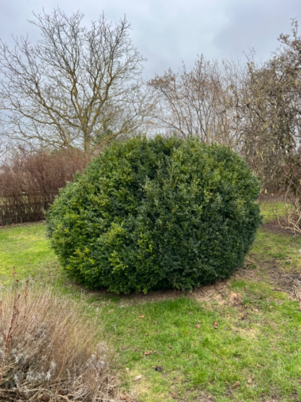 Fjernelse af stor buskbum