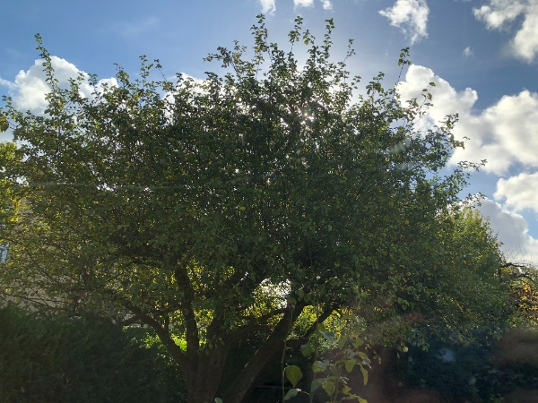 Æbletræer skal beskæres