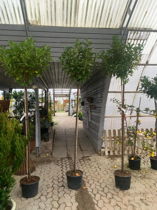 Plantning af træer
