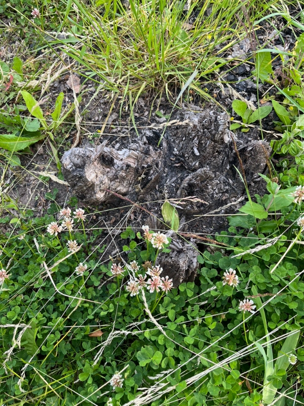 Fjerne træstubbe og buske