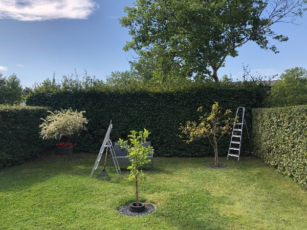 Beskære top og bredde af 10m. hæk