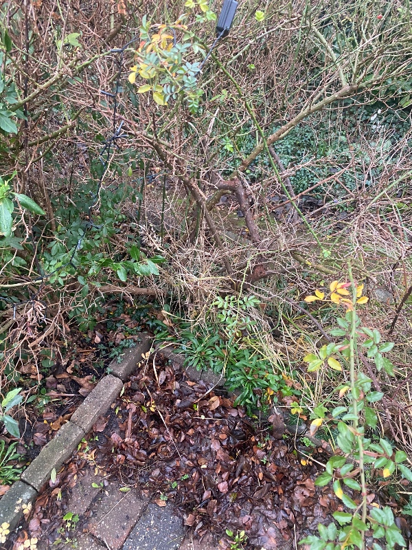 Fjernelse af tornebusk