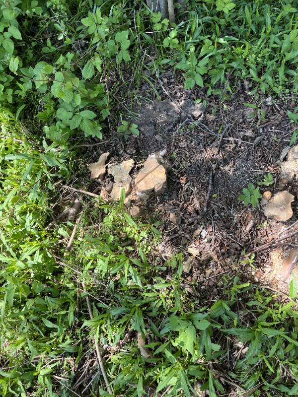 Stubfræsning - hurtig opgave