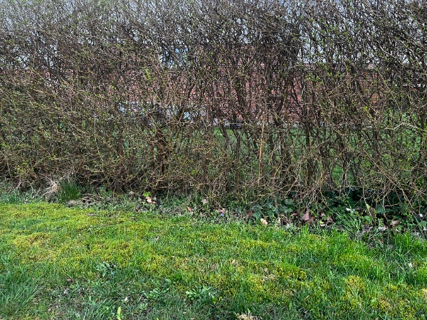 Lugning af hæk og efeu