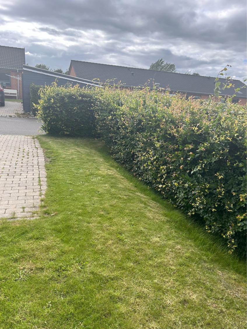 Klippe græs og hæk