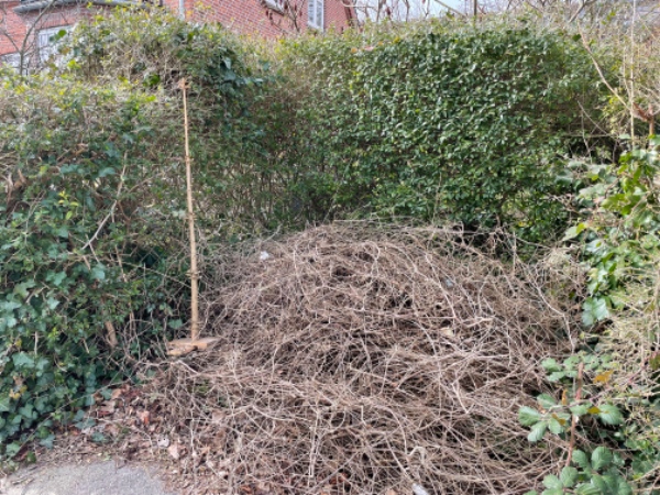 Hentet afskåret grene