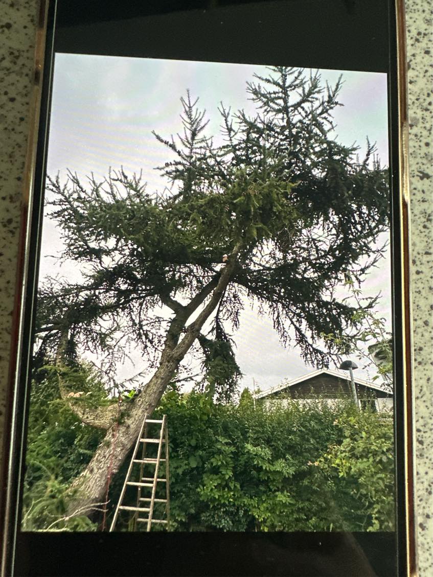 Skal have skåret 3 store grene ned fra et træ som det eneste resten klare jeg selv