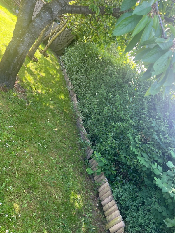 Klipping af hæk og fjernelse