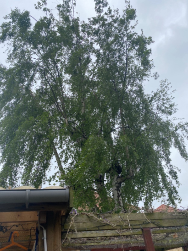 Beskæring af birketræ