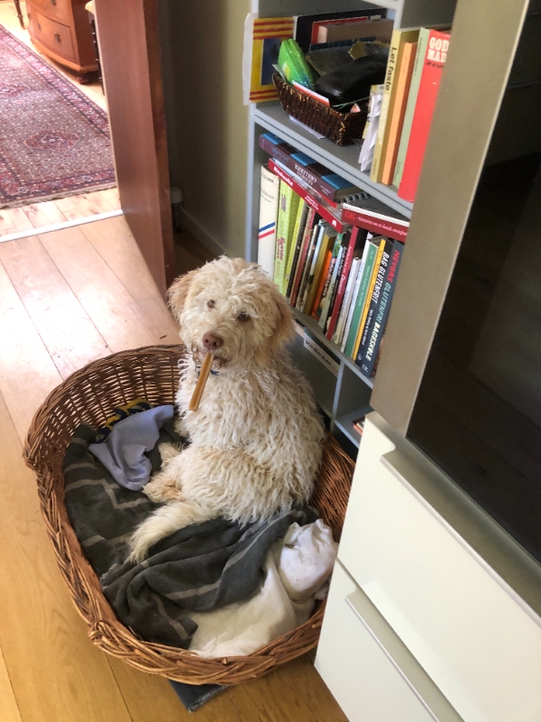 Pasning af Trøffelhund i 3 uger:)