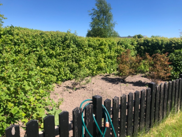 Hækklipning og affaldsfjernelse