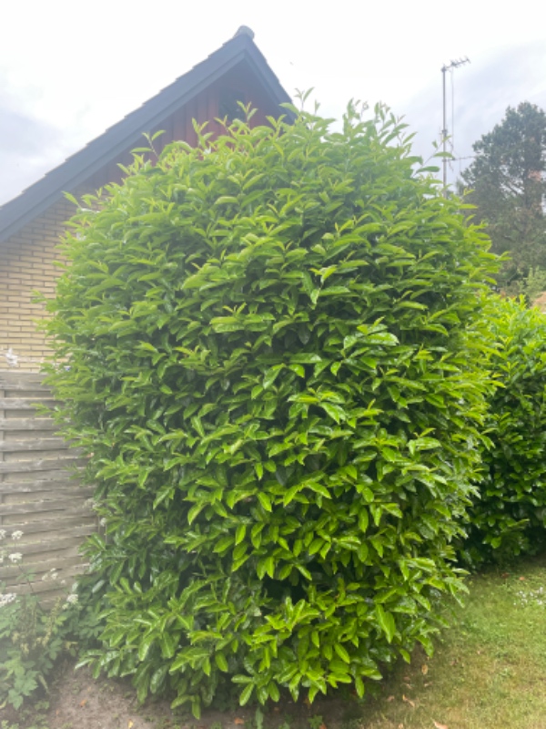 3 stk laurbær + 30 m buskbom hæk skal klippes