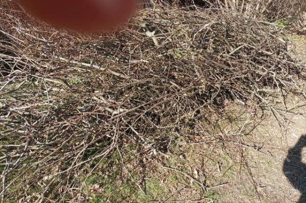 Fjernet haveaffald eller laves til flis efter bøg busk fældet