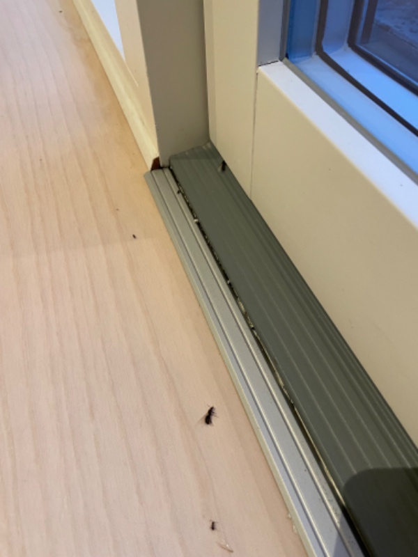 Skadedyr bekæmpelse af myre inde og ude