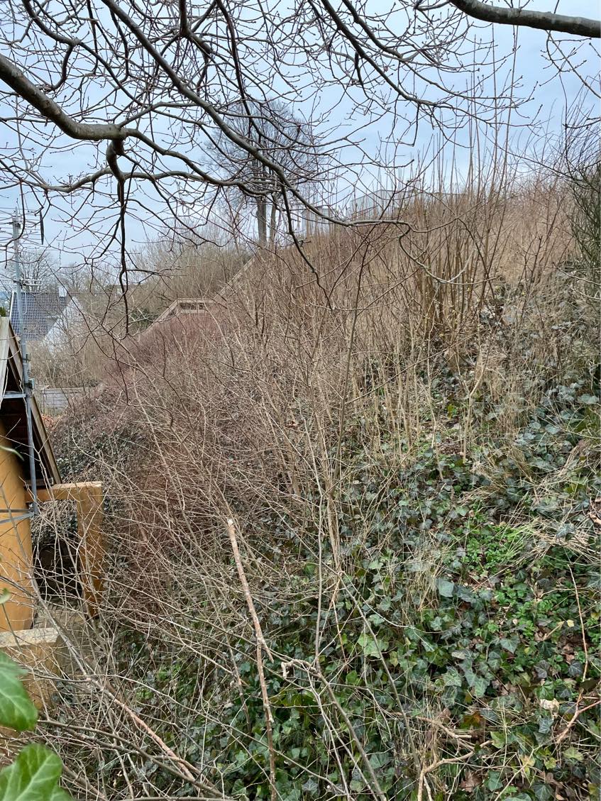 Beskæring og bortkørsel af skrænt