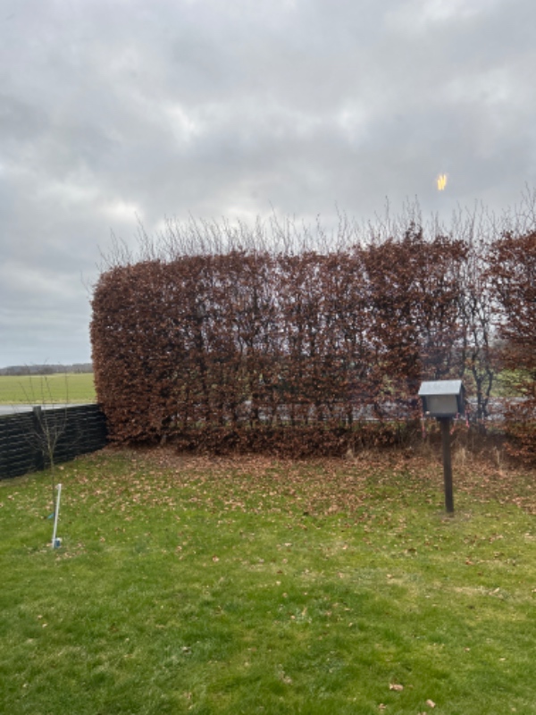 Beskæring/klipning af hæk