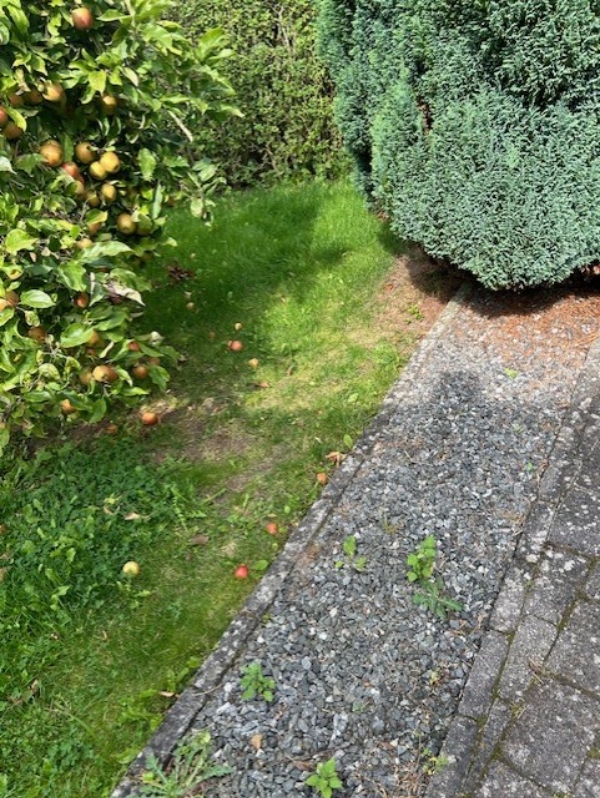 Græsslåning og fjernelse af ukrudt