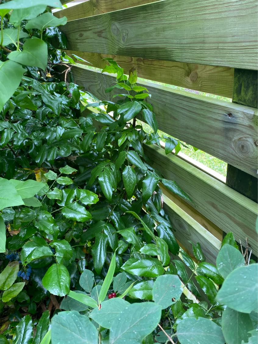 Havearbejde. Mest ukrudt