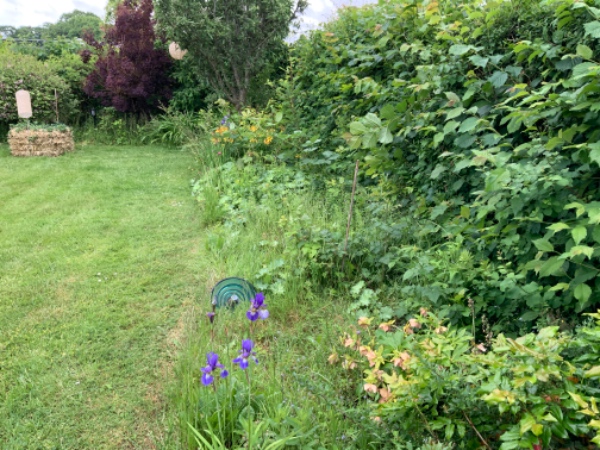 Ukrudtsfjerning og affaldshåndtering