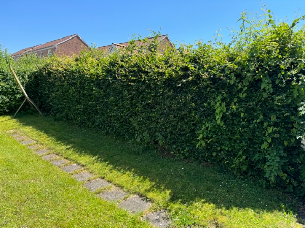 Hækklipning og fjernelse af afklip